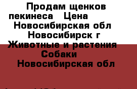 Продам щенков пекинеса › Цена ­ 7 000 - Новосибирская обл., Новосибирск г. Животные и растения » Собаки   . Новосибирская обл.